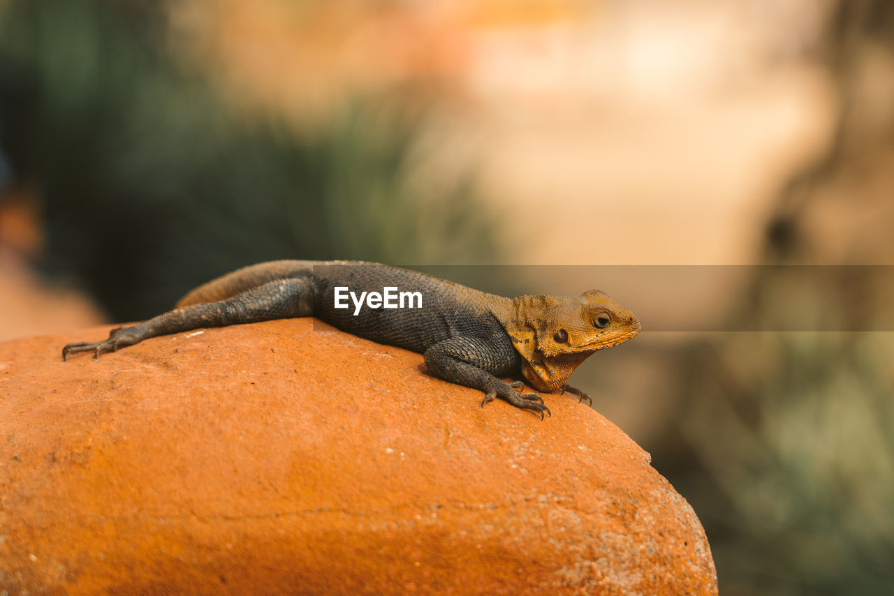 Close-up of lizard on rock