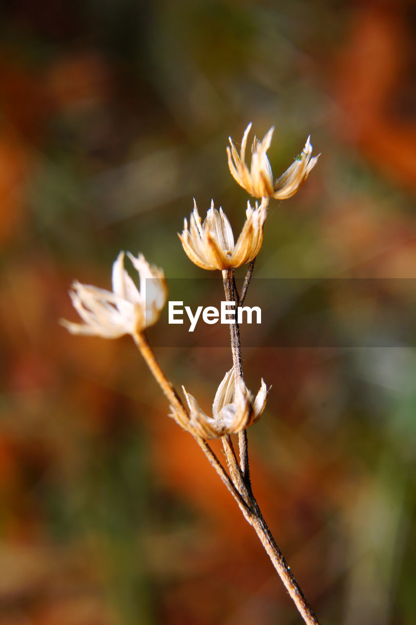 Close-up of flowering plant on field