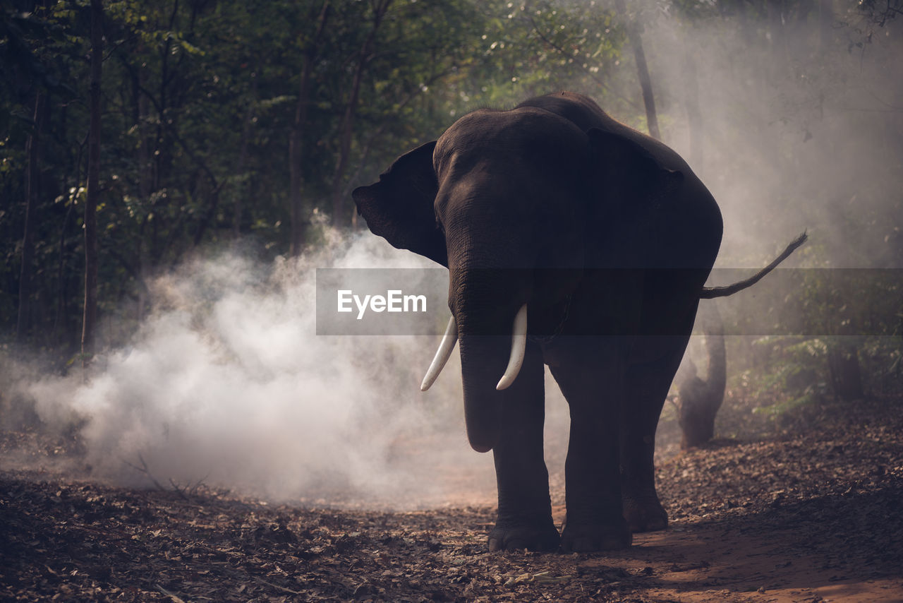 Elephant standing by smoke in forest