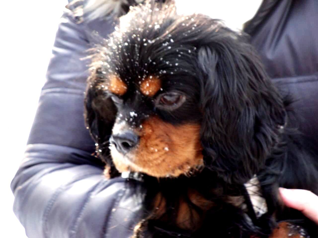 CLOSE-UP OF DOG LOOKING UP