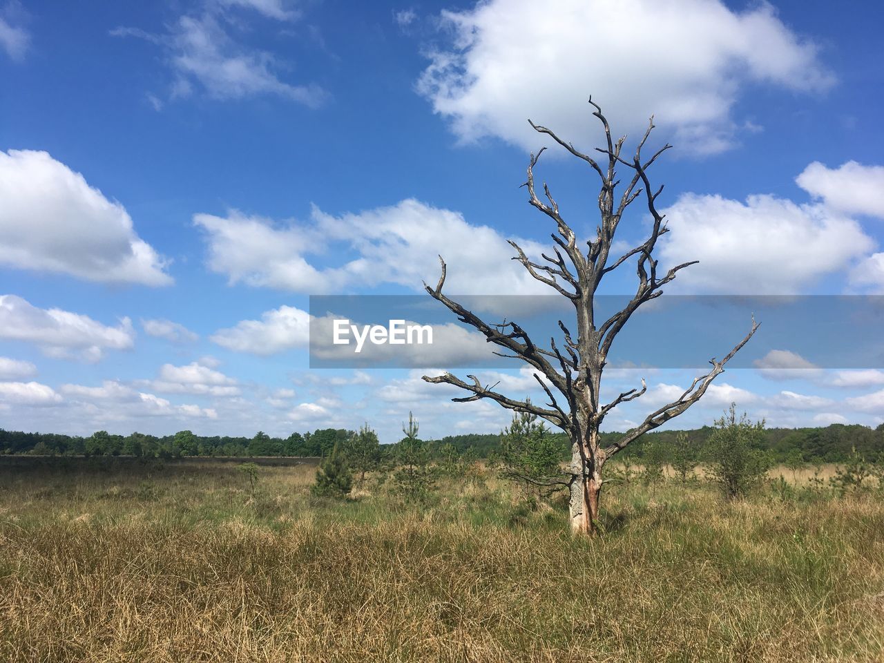 Bare tree on field against sky