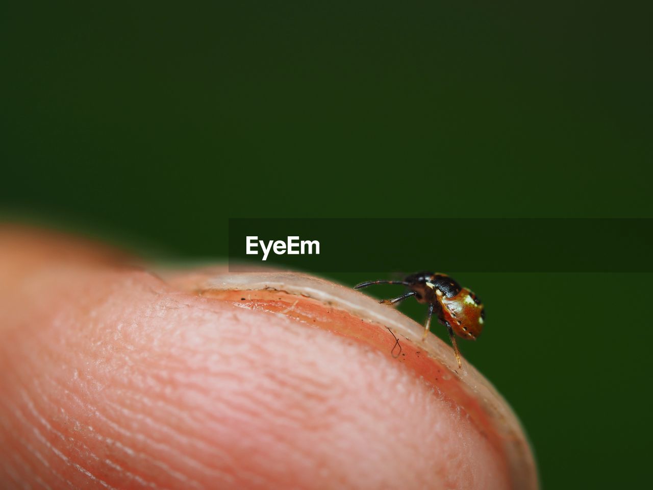 CLOSE-UP OF INSECT ON HAND HOLDING LEAF