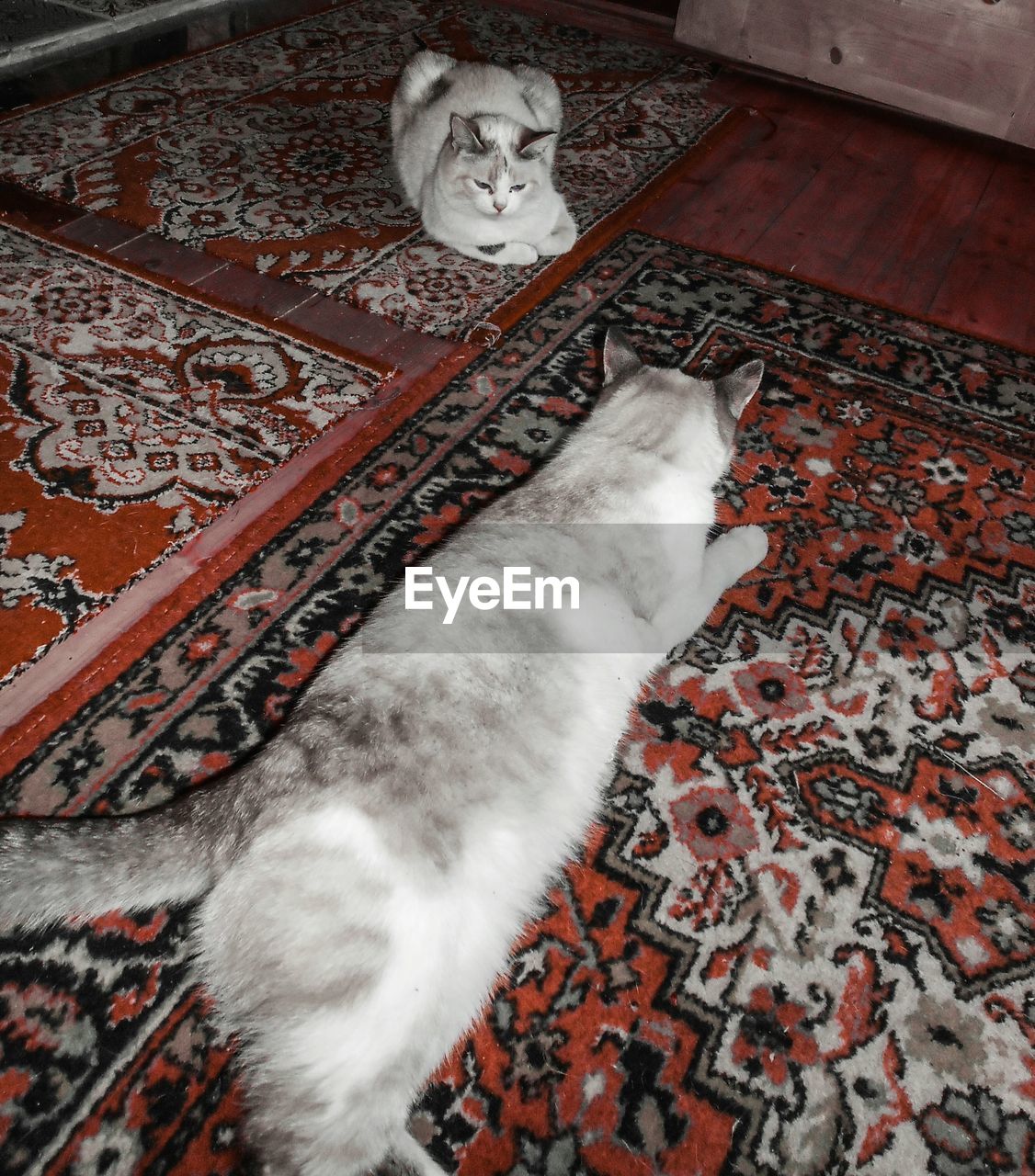 CAT ON FLOOR