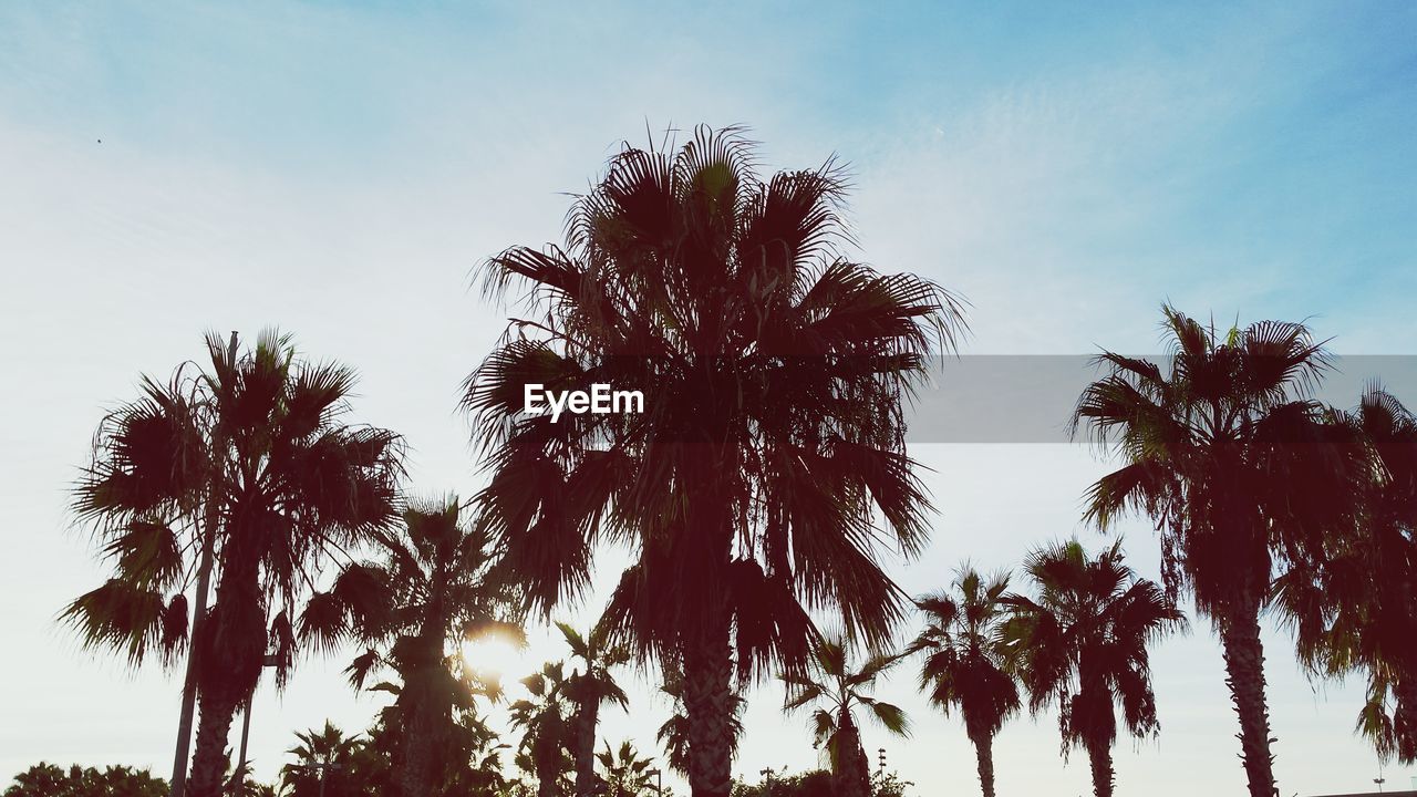 Low angle view of palm trees against sky