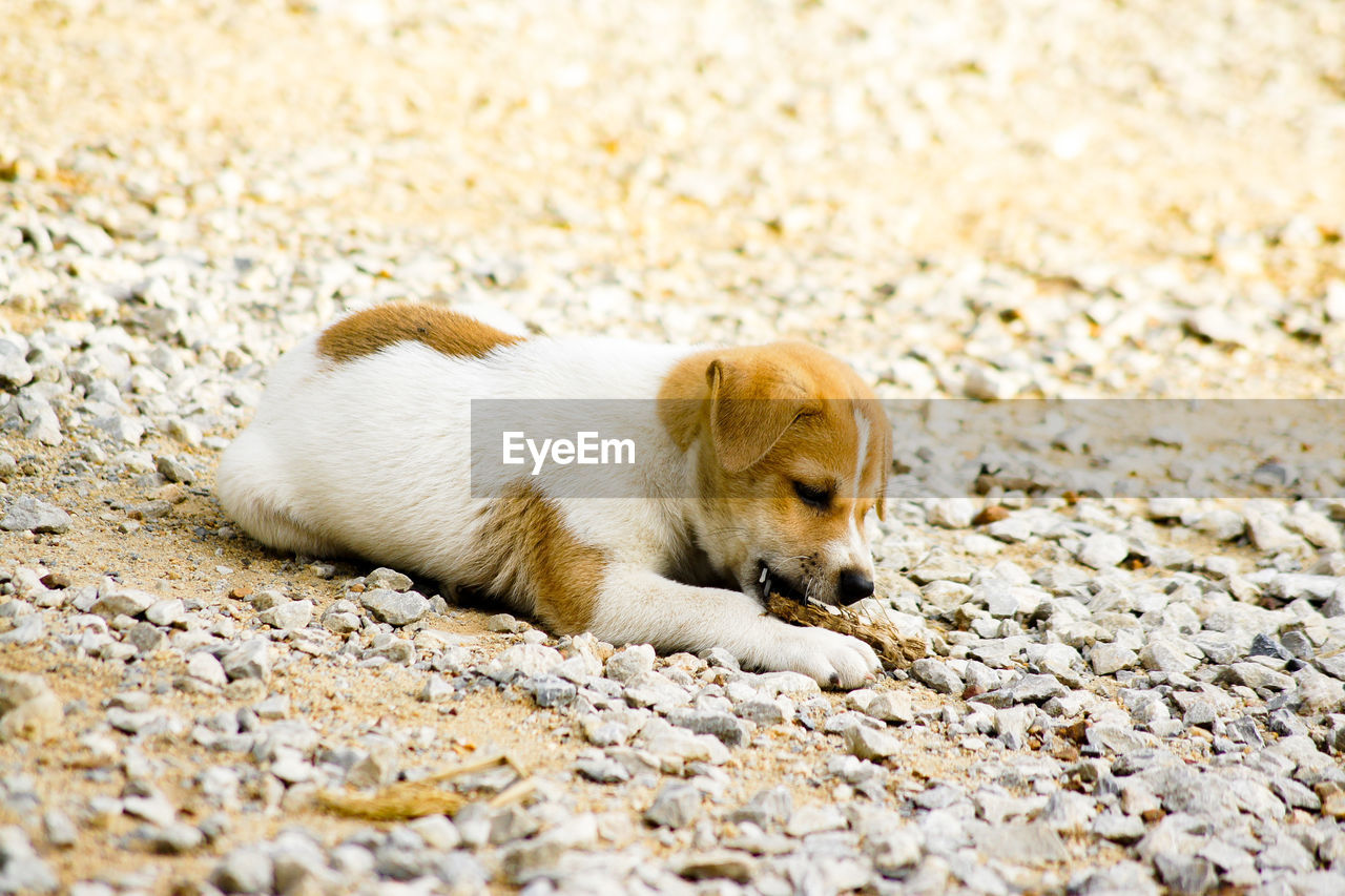 High angle view of a dog resting on rock