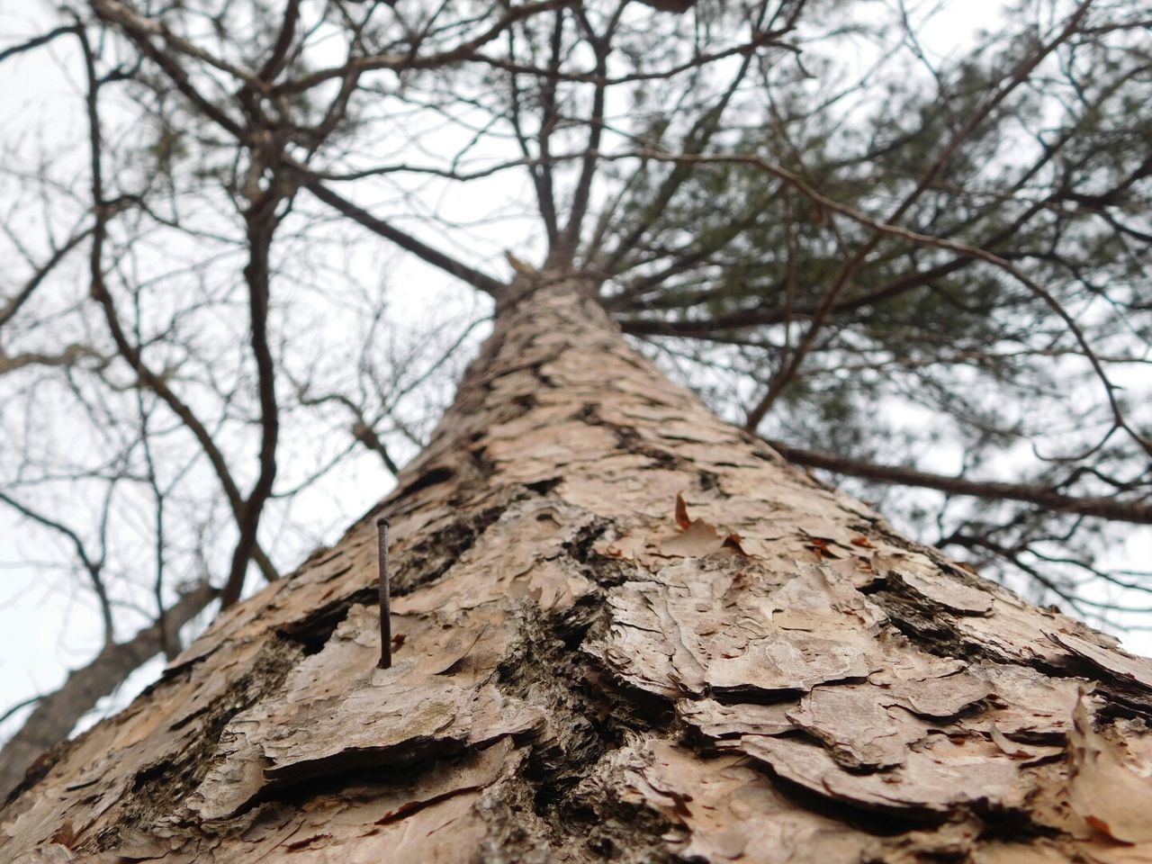 LOW ANGLE VIEW OF BARE TREE AGAINST THE SKY