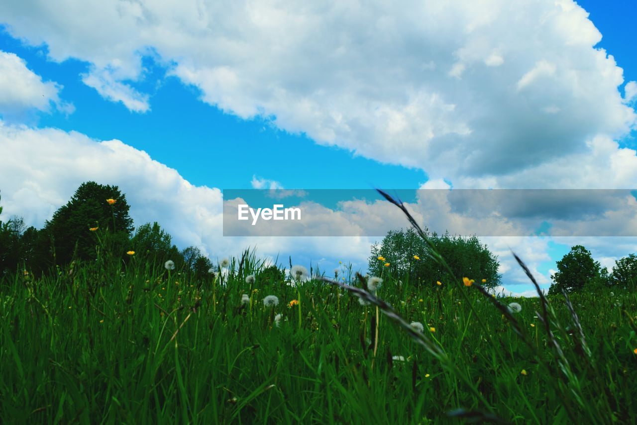 PLANTS AND TREES ON FIELD AGAINST SKY