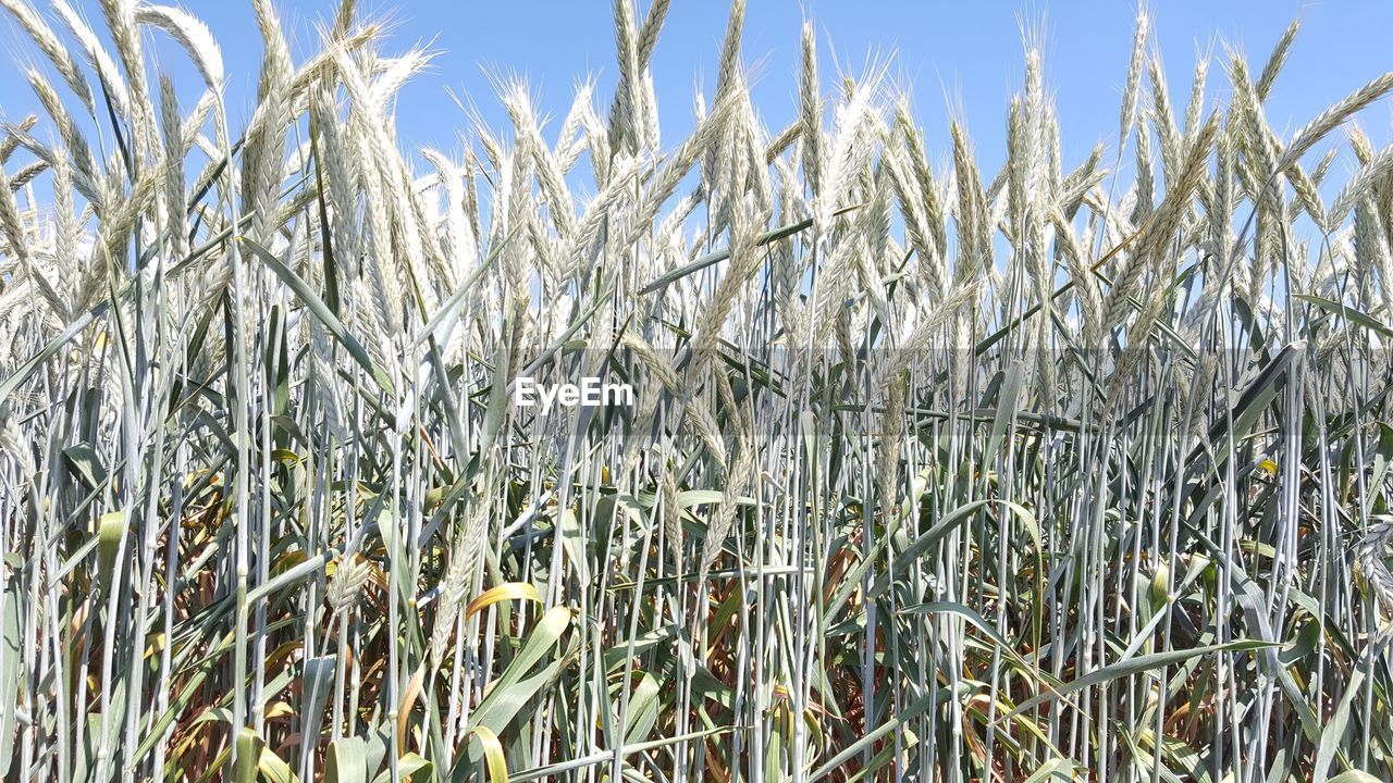 CLOSE-UP OF CROPS ON FIELD