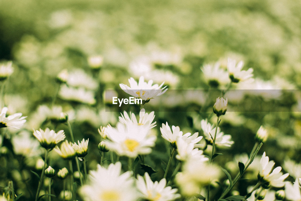 flower, flowering plant, plant, freshness, beauty in nature, grass, daisy, meadow, nature, field, fragility, close-up, white, selective focus, flower head, no people, springtime, growth, green, macro photography, petal, summer, plain, inflorescence, outdoors, environment, blossom, focus on foreground, day, land, sunlight, wildflower, botany, lawn, landscape, yellow, flowerbed, backgrounds