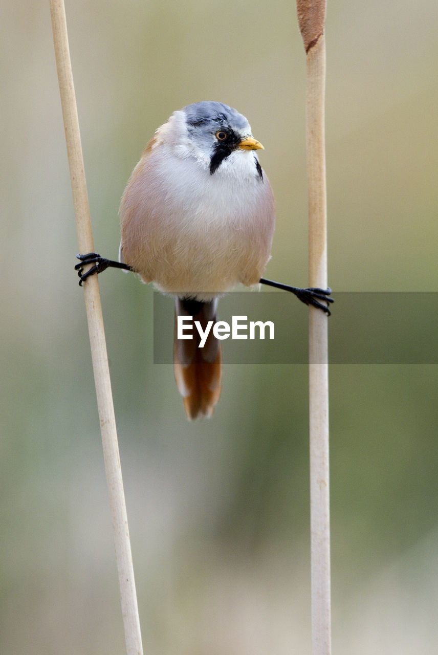 CLOSE-UP OF BIRD PERCHING ON A TWIG