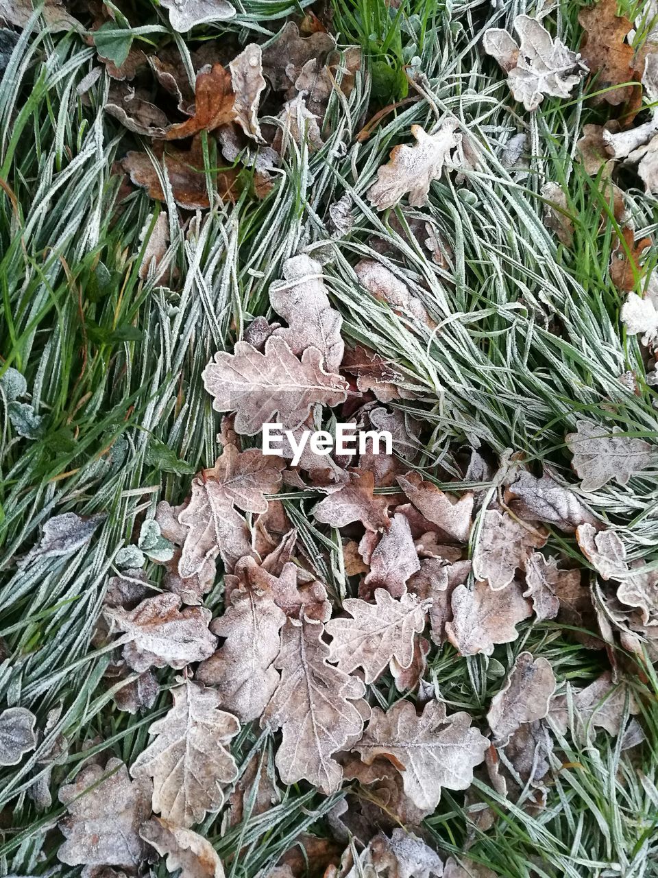 HIGH ANGLE VIEW OF PLANT GROWING ON TREE