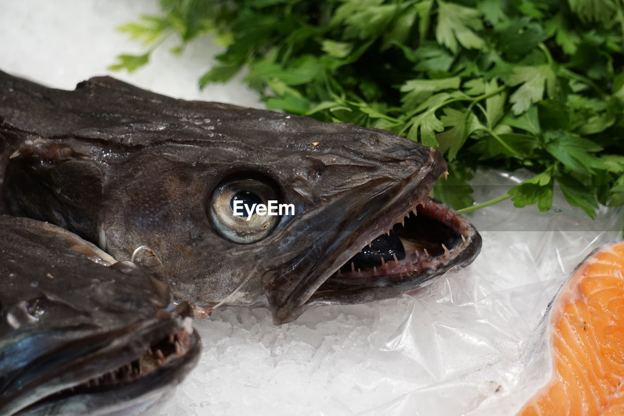 CLOSE-UP OF DEAD FISH ON LEAF