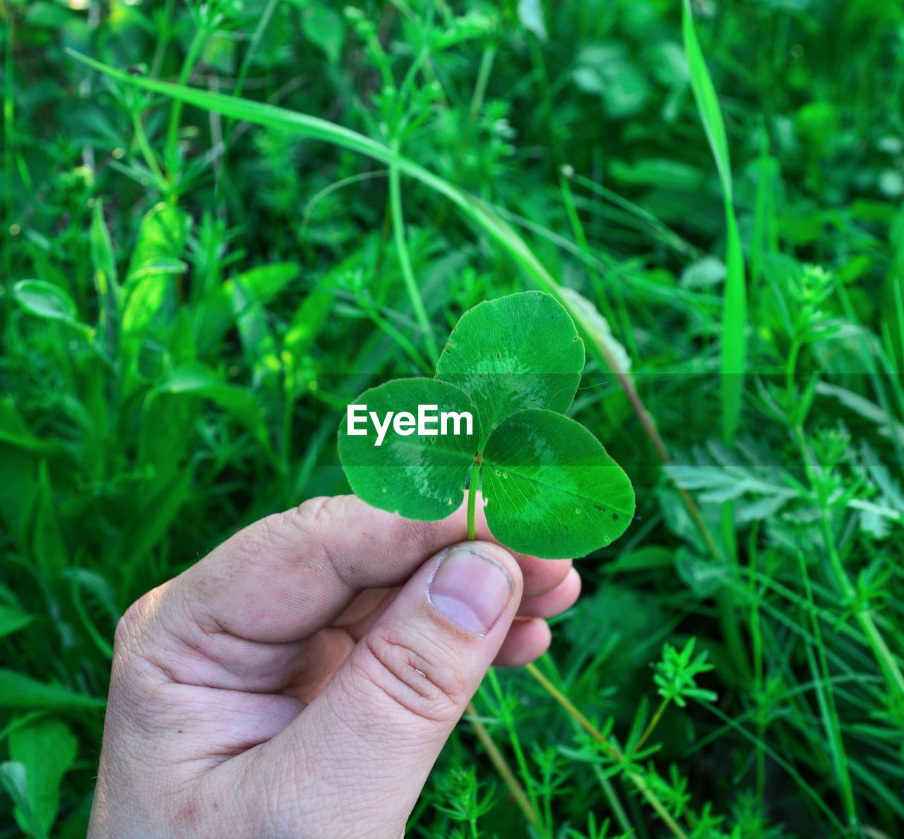 Close-up of cropped hand holding plant