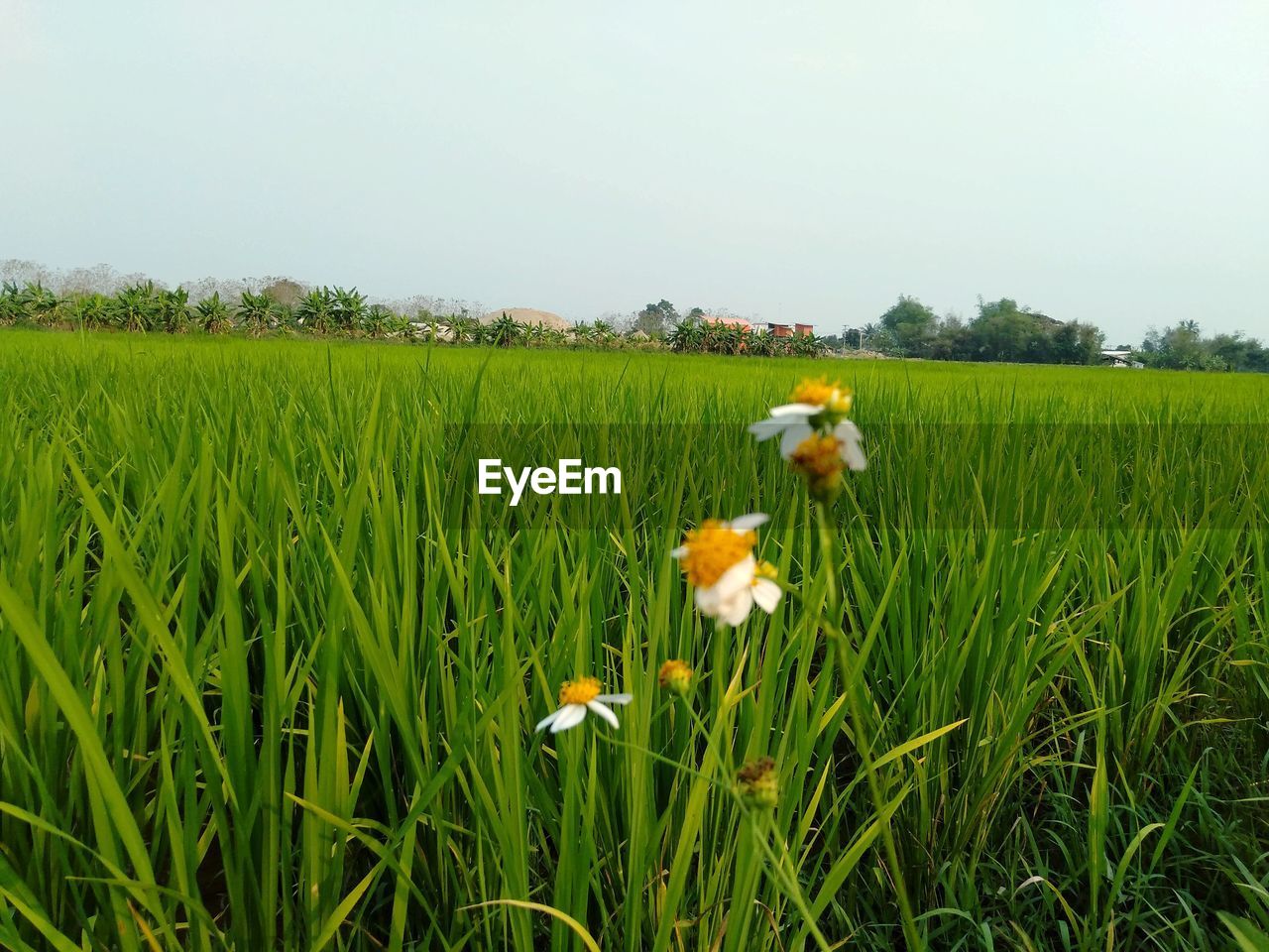 VIEW OF FLOWERING PLANT ON FIELD