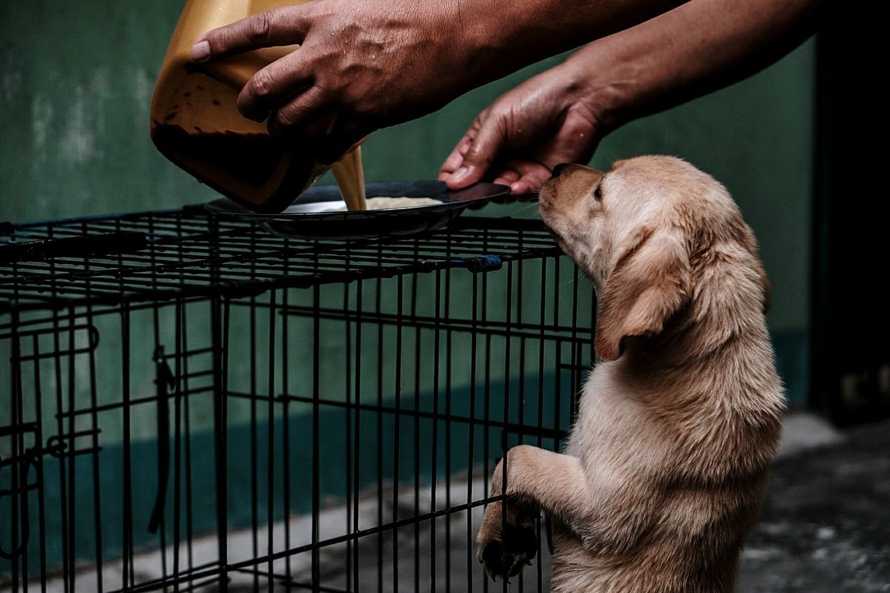 CLOSE-UP OF A HAND HOLDING RABBIT