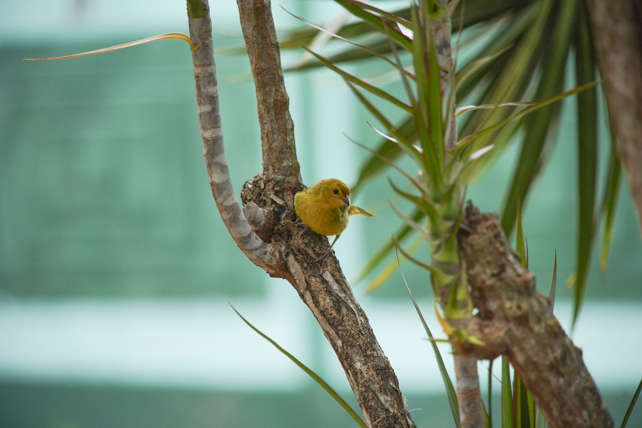 CLOSE-UP OF BIRD PERCHING ON BRANCH