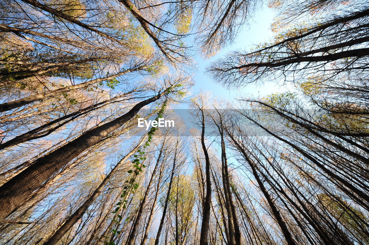 Low angle view of trees against sky