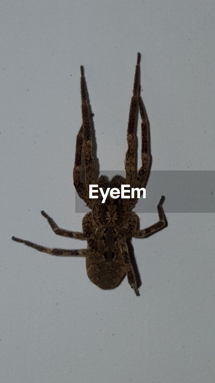 CLOSE-UP OF INSECT FLYING IN SKY