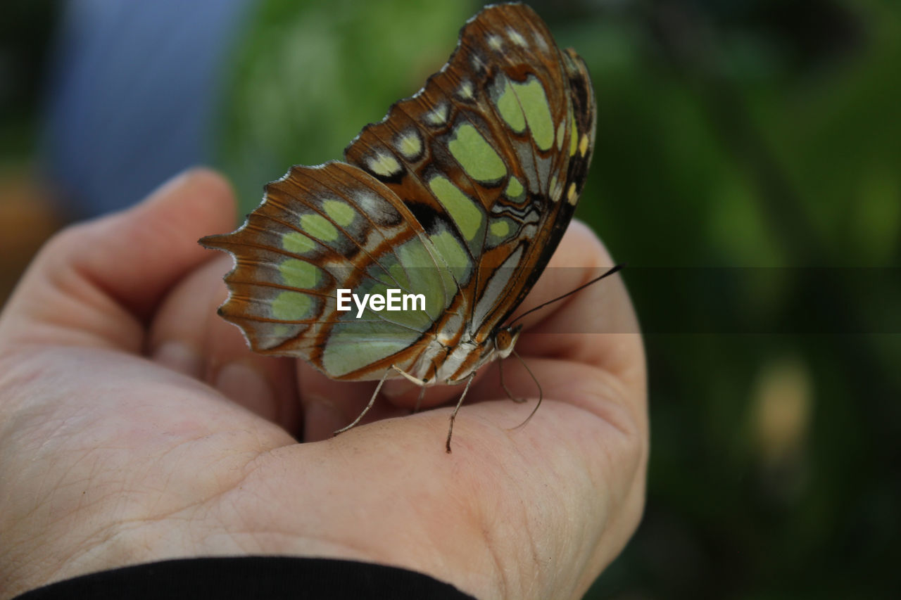 CLOSE-UP OF BUTTERFLY ON HUMAN HAND