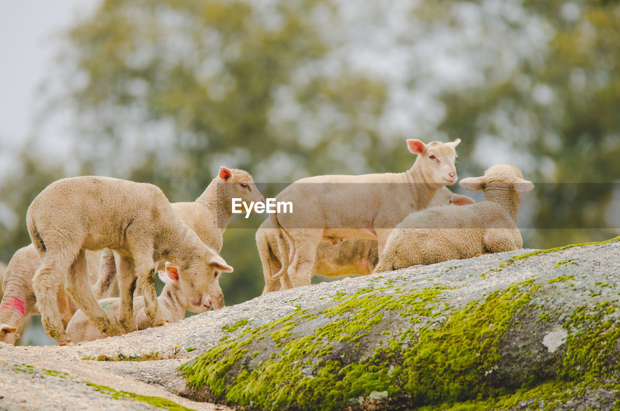 Lambs on rock