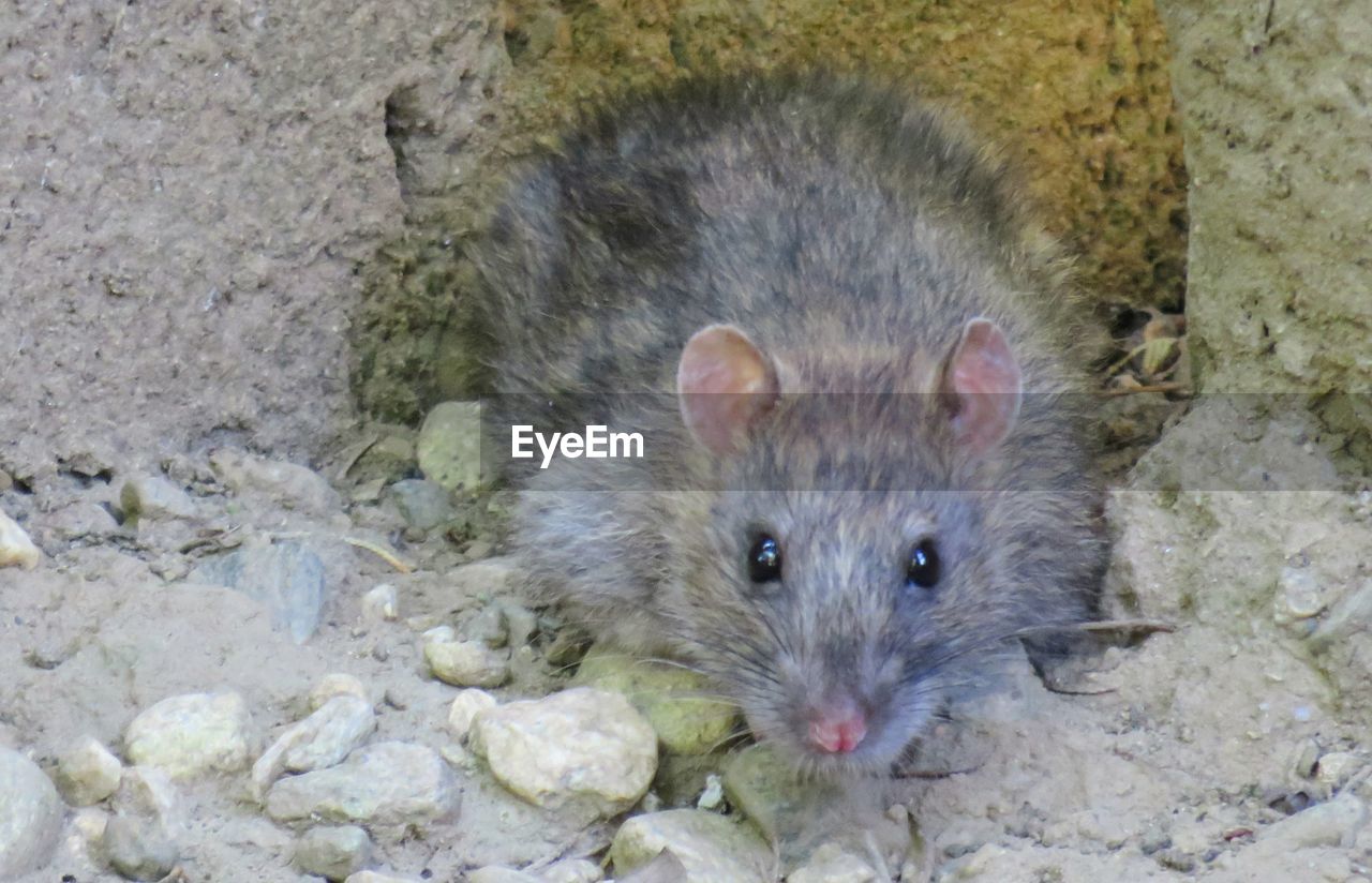 HIGH ANGLE VIEW OF A RABBIT