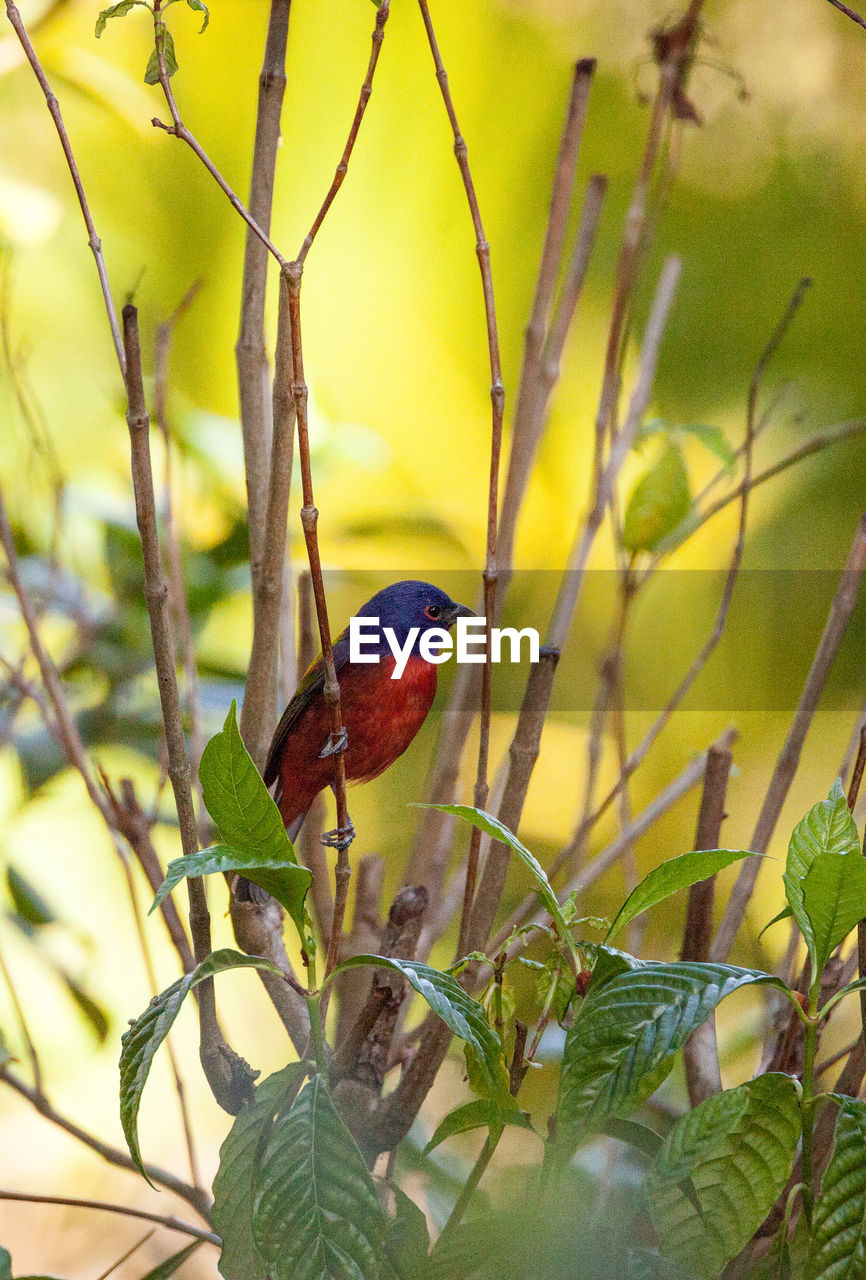 CLOSE-UP OF HUMMINGBIRD PERCHING ON TREE