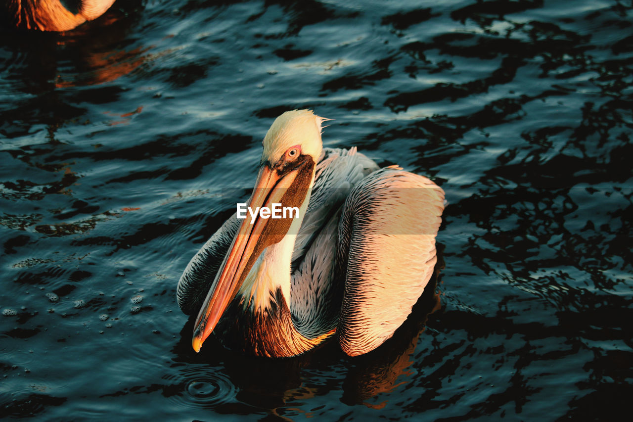 High angle view of pelican in lake