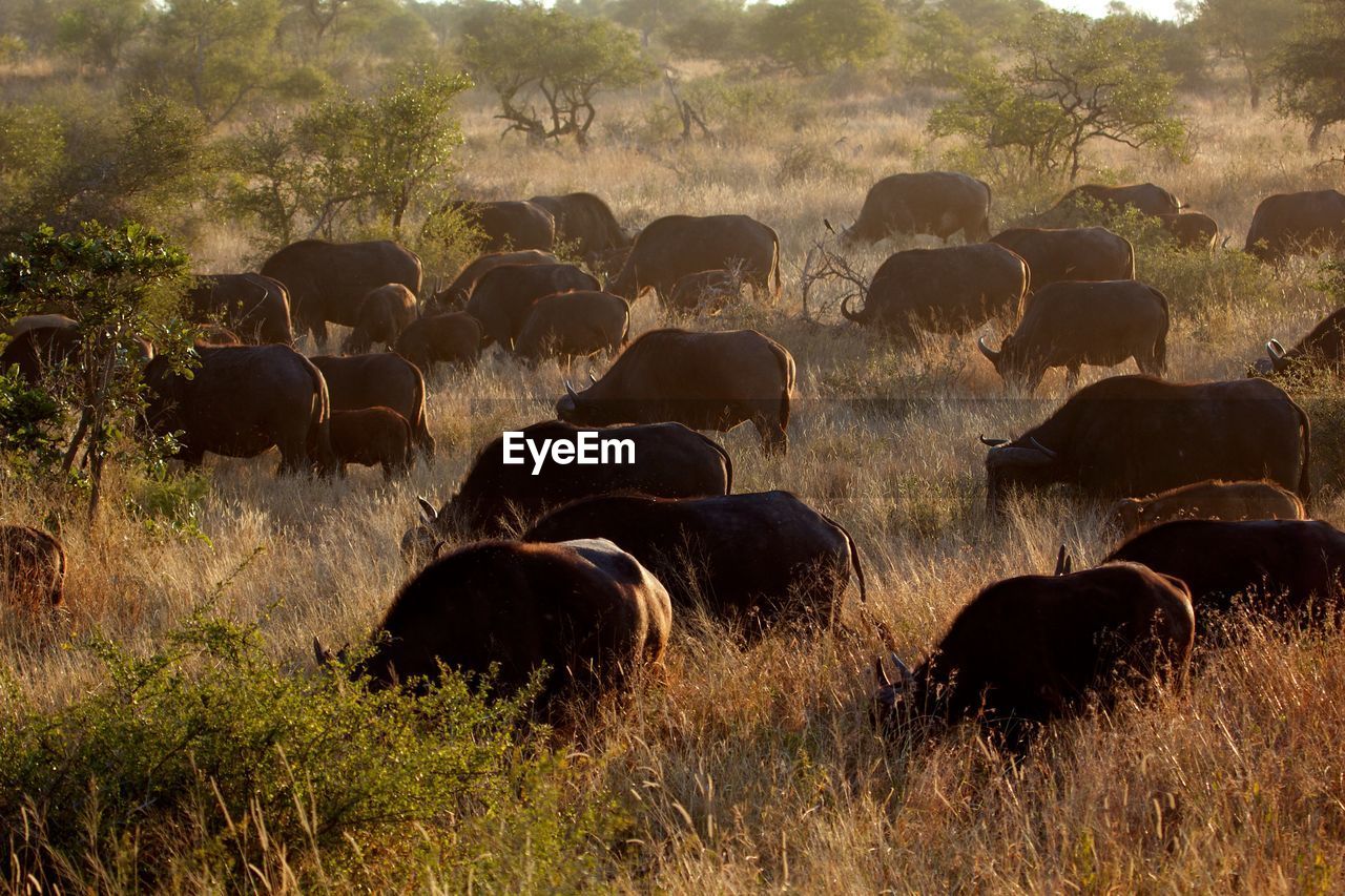 Herd of african buffalo in kruger