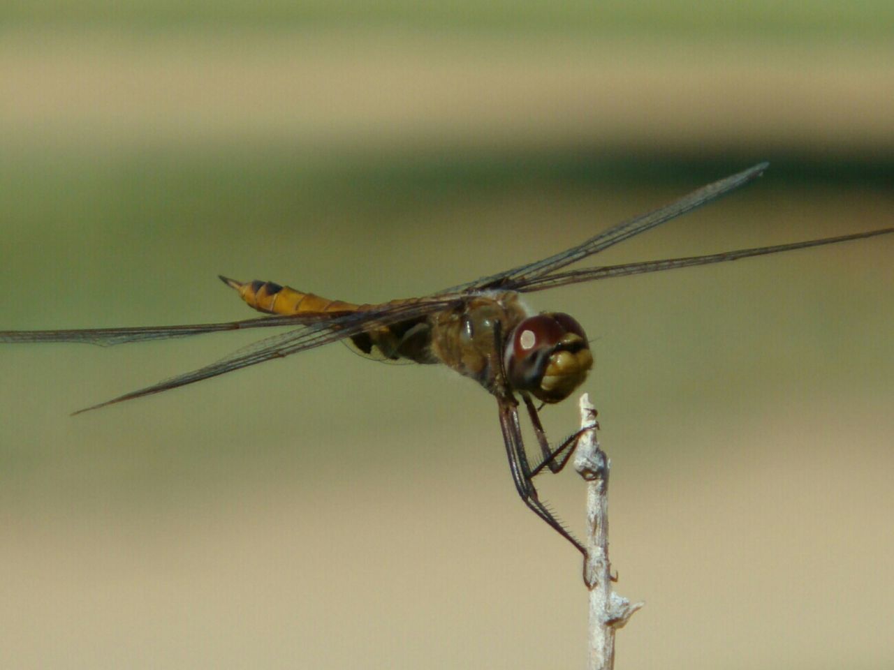 CLOSE-UP OF GRASSHOPPER