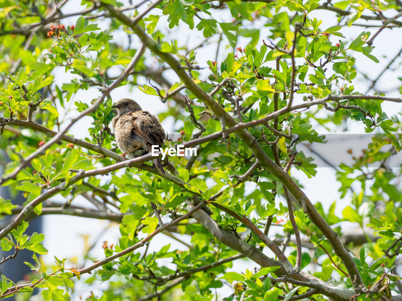 Low angle view of female blackbird perching on tree