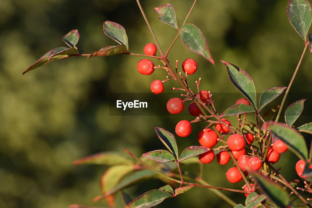 CLOSE-UP OF CHERRIES ON TREE