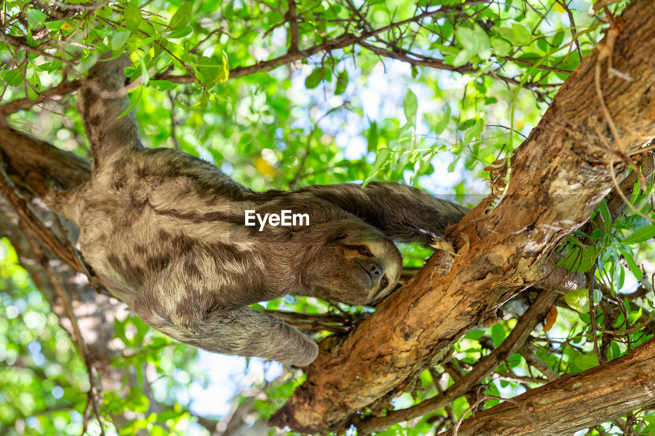 tree, animal, animal themes, plant, animal wildlife, one animal, branch, wildlife, mammal, low angle view, nature, jungle, no people, relaxation, rainforest, leaf, plant part, day, outdoors, cat, tree trunk, trunk, green, climbing, three-toed sloth, feline, bird, resting