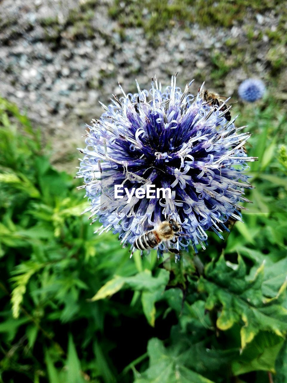 

close-up of bee on purple flower