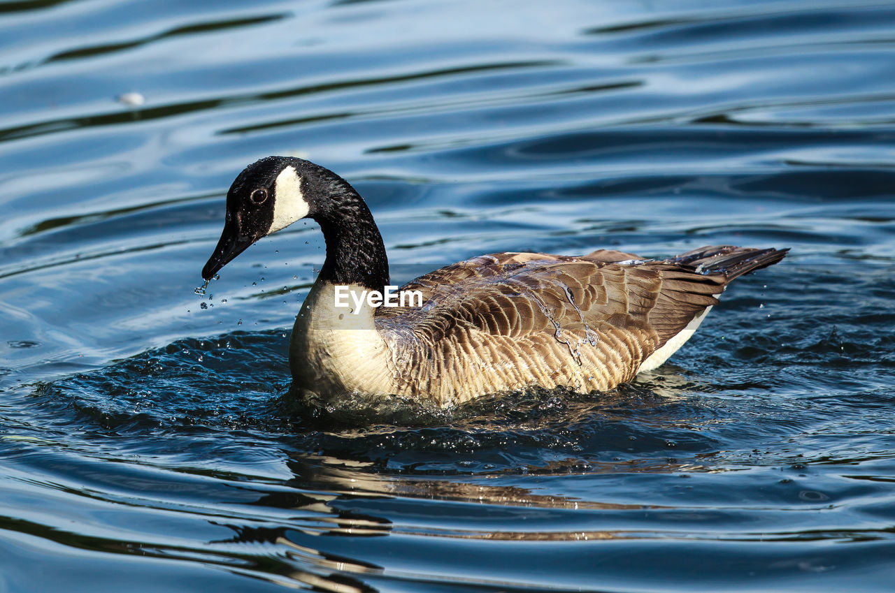 Canada goose swimming in lake