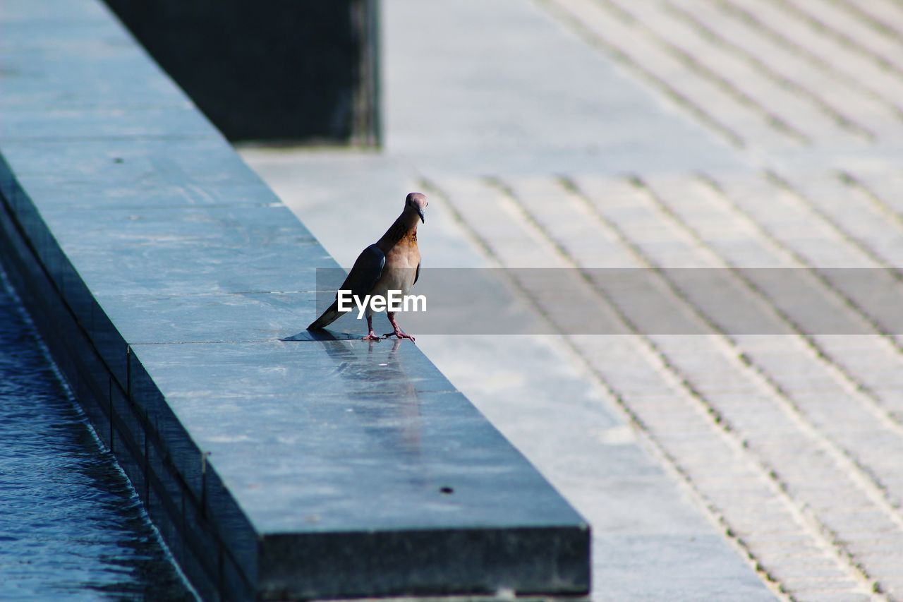 BIRDS PERCHING ON RETAINING WALL