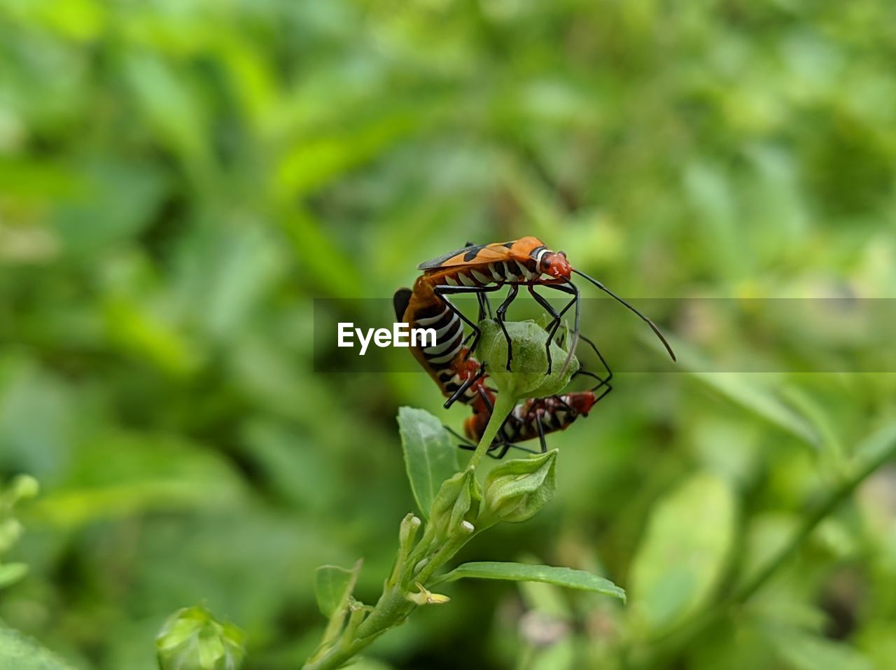 CLOSE-UP OF BUTTERFLY POLLINATING