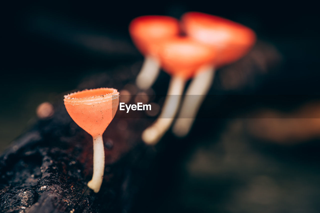 Close-up of red mushroom