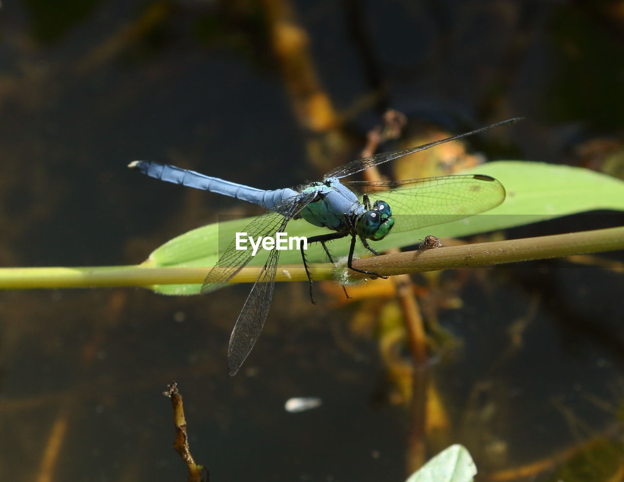 CLOSE UP OF DRAGONFLY