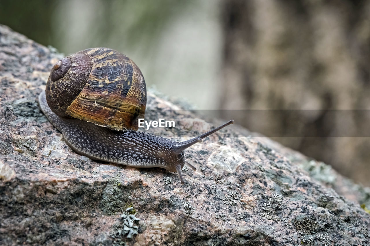 CLOSE-UP OF SNAIL