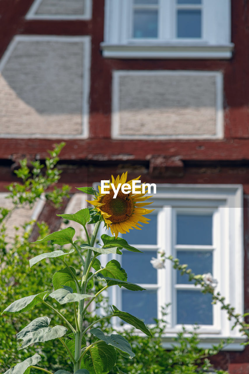 Yellow flowering plant against house