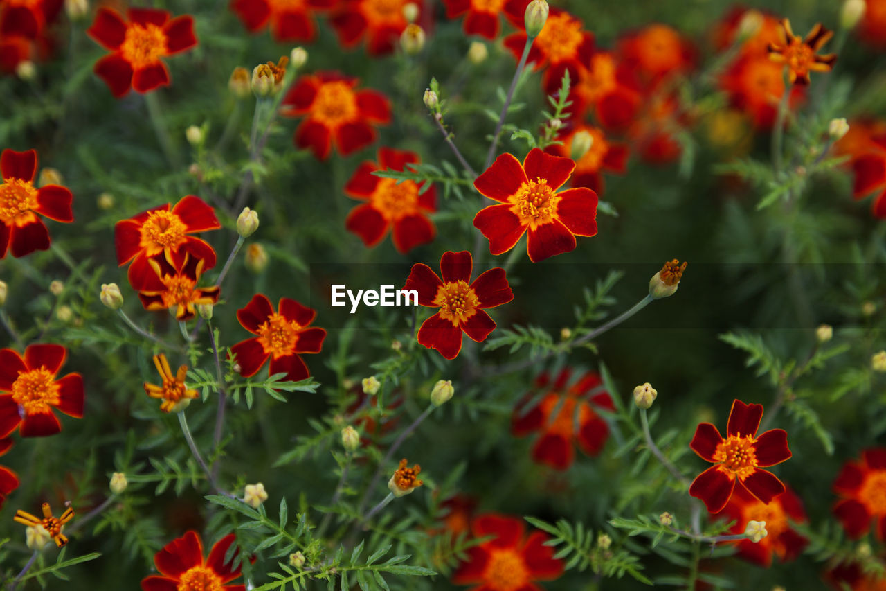 Many small red and orange flowers in a sea of green