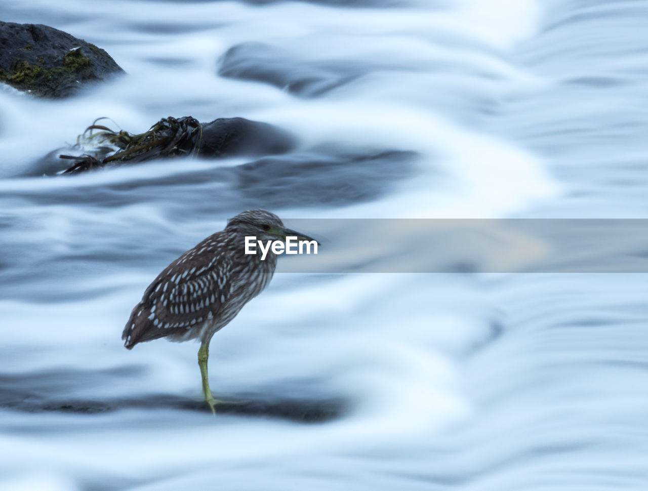 VIEW OF BIRD PERCHING ON A WATER