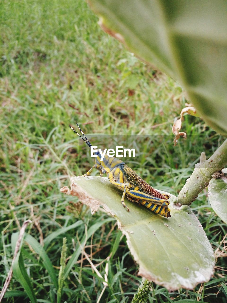 Close-up of insect on leaf