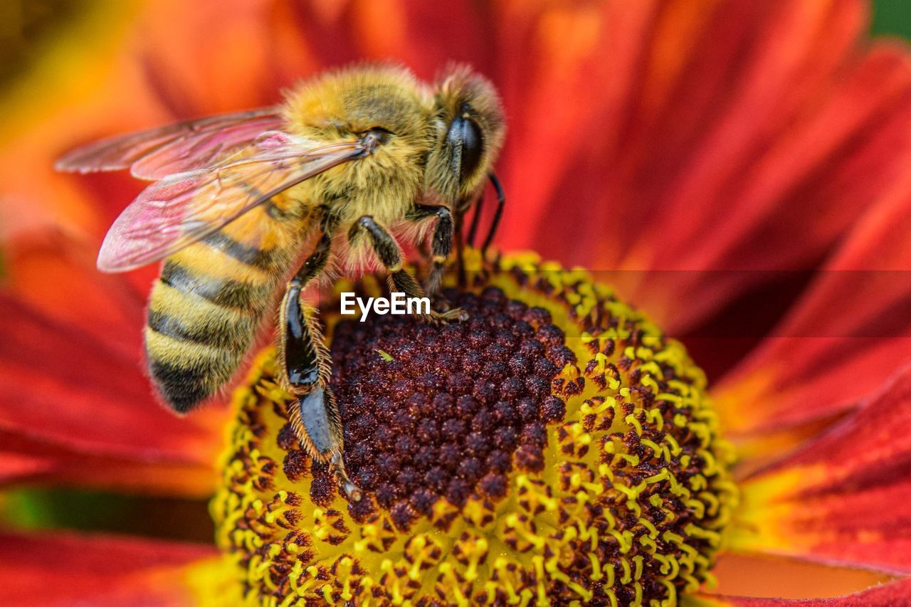 Honey bee sucking flower