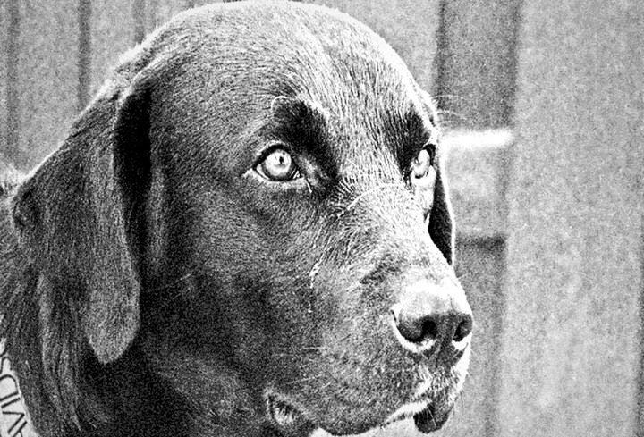 CLOSE-UP PORTRAIT OF DOG