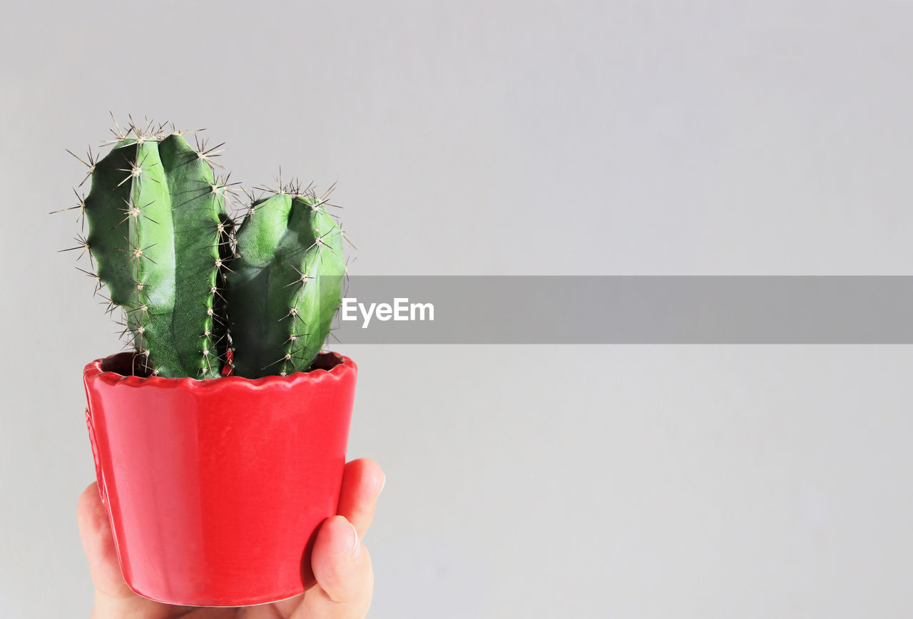 CLOSE-UP OF HAND HOLDING RED CACTUS
