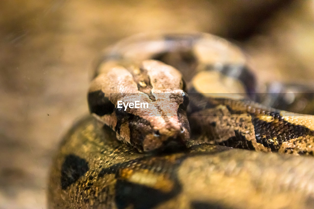 CLOSE-UP OF TURTLE