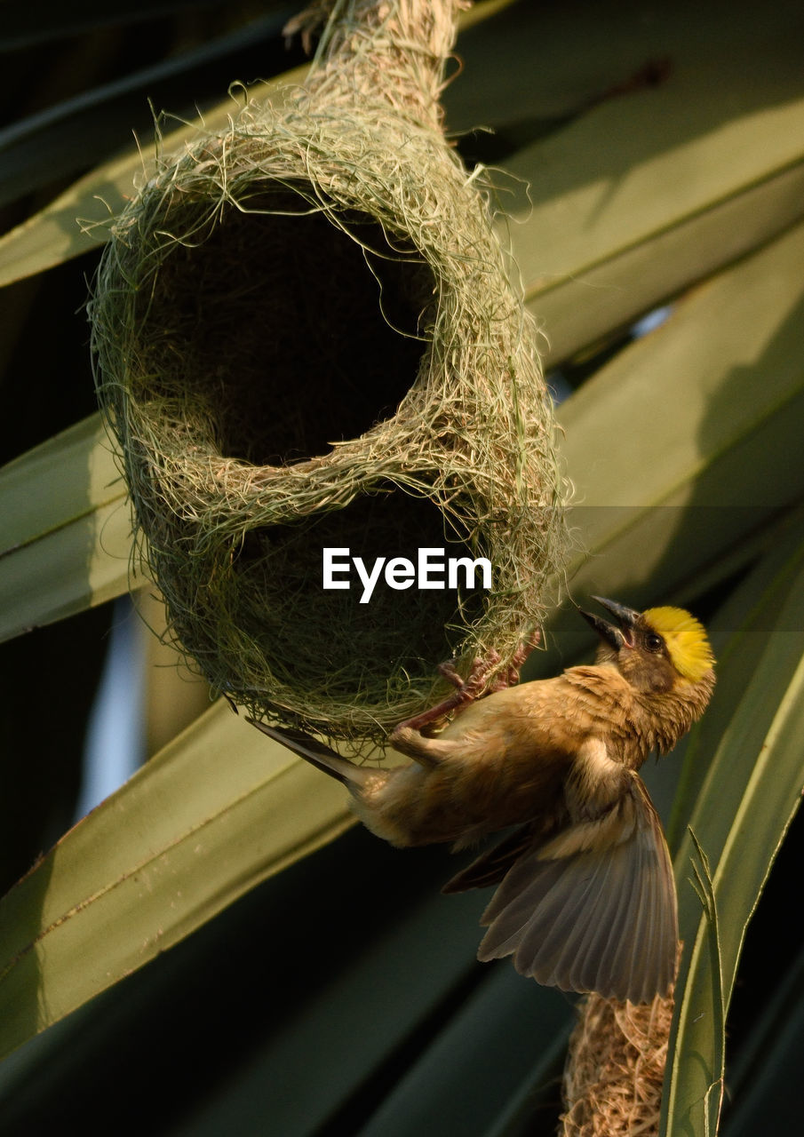 CLOSE-UP OF A BIRD PERCHING ON NEST