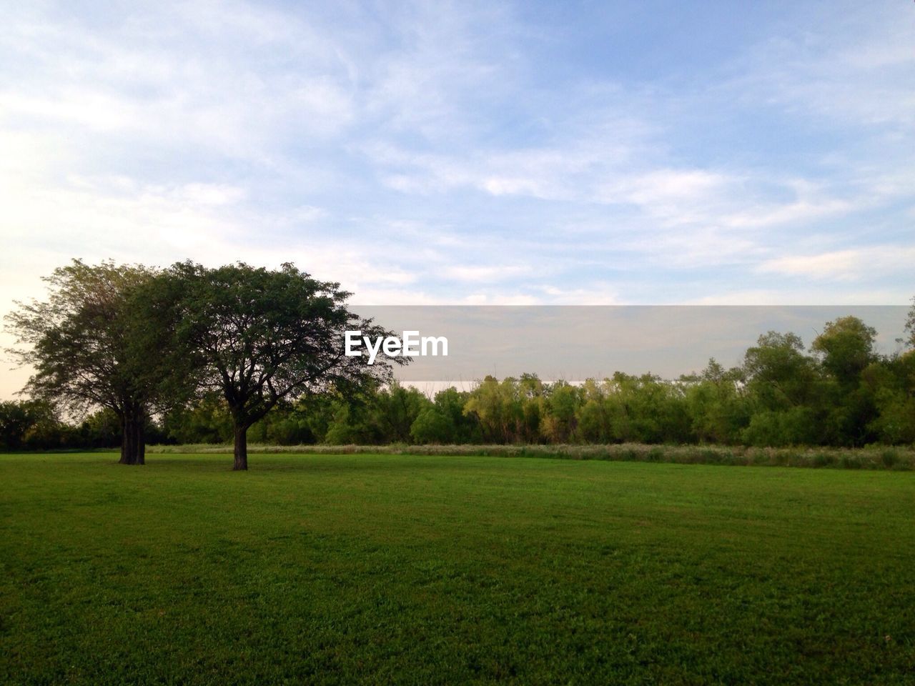 Trees growing on field against sky