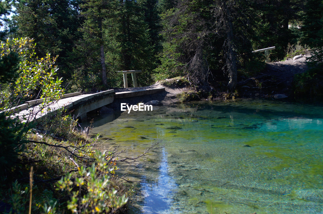 River amidst trees in forest